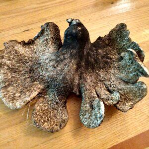 Natural Shelf Bracket Conk Tree Mushroom Dried Art Science Polypore